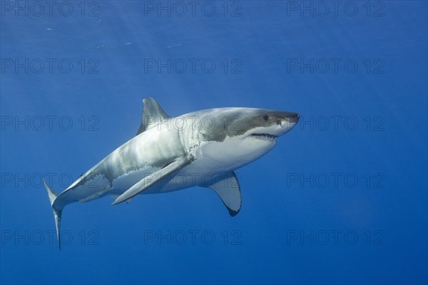 Great white shark