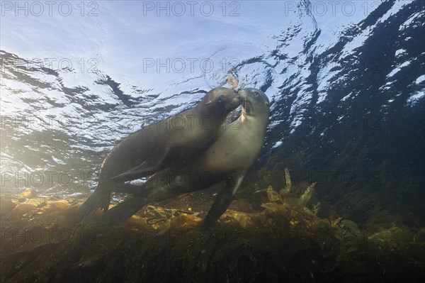 California sea lions