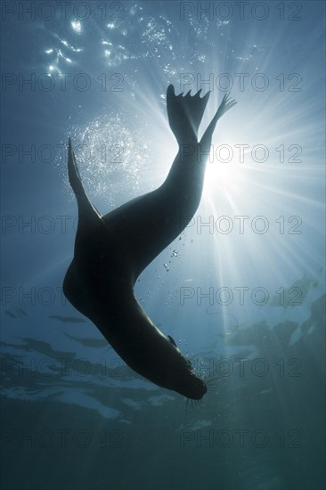 California sea lion