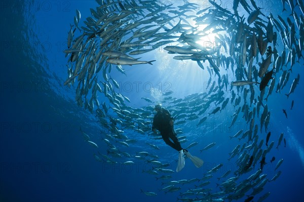 Diver and shoal of bigeye stingrays