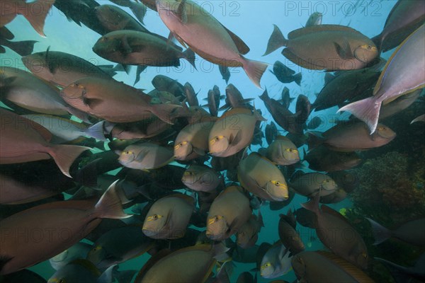 Shoal of grey surgeonfish