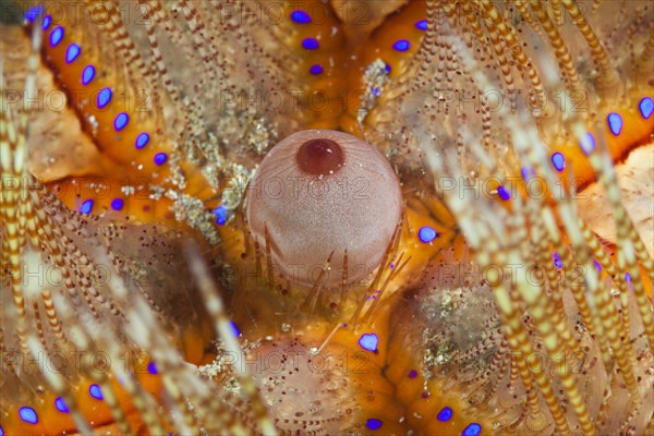 Detail of a fire starfish