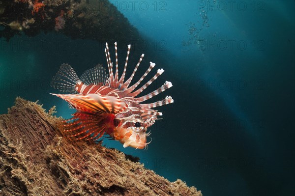 Zebra turkeyfish