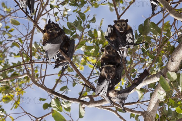 Spectacled flying fox