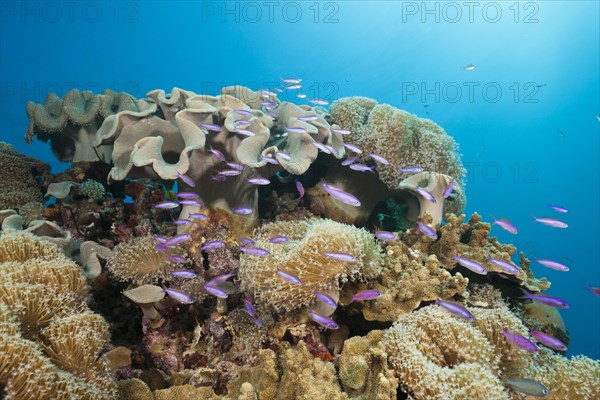 Whitleys flagfish