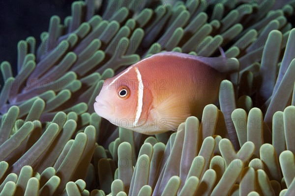 Pink skunk clownfish