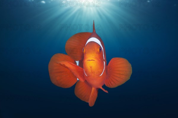 Spiny anemonefish