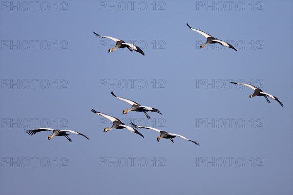 Black crowned cranes