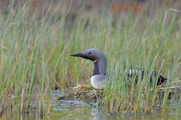 Black-throated loon