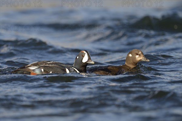 Harlequin ducks