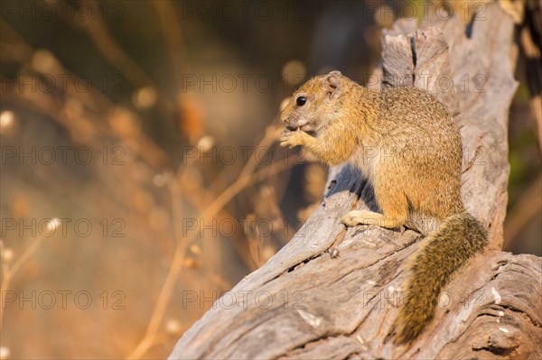 Ochre-footed bush squirrel