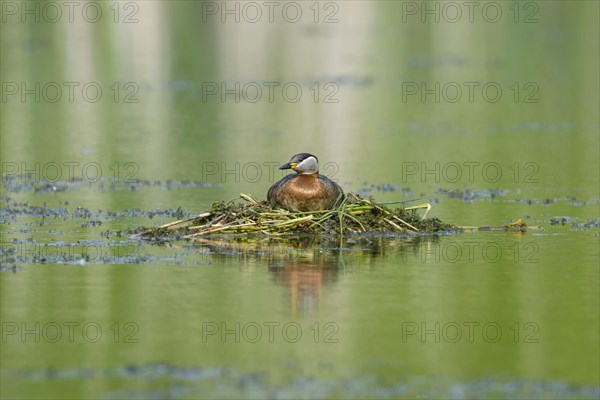 Red-necked grebe