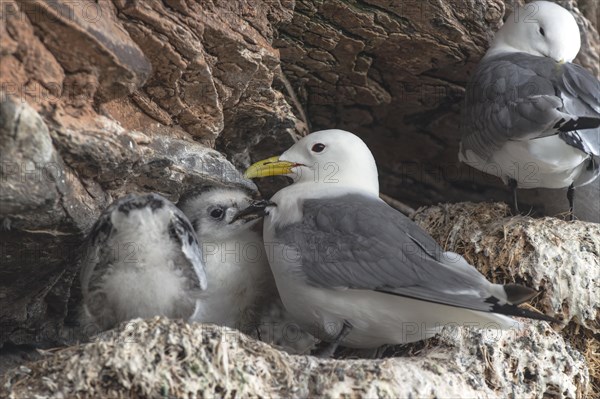 Kittiwake