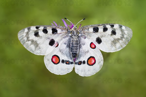 Red Apollo butterfly female