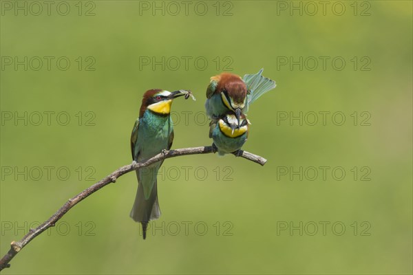 European bee-eaters