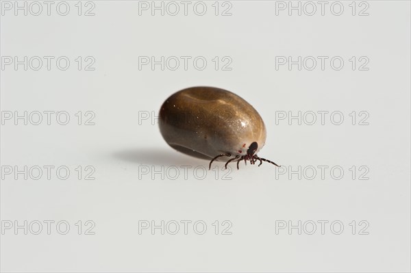 Wood tick