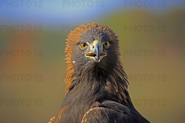 Golden eagle