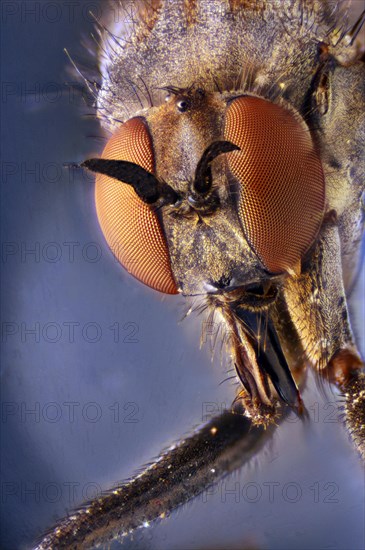 Compound eye