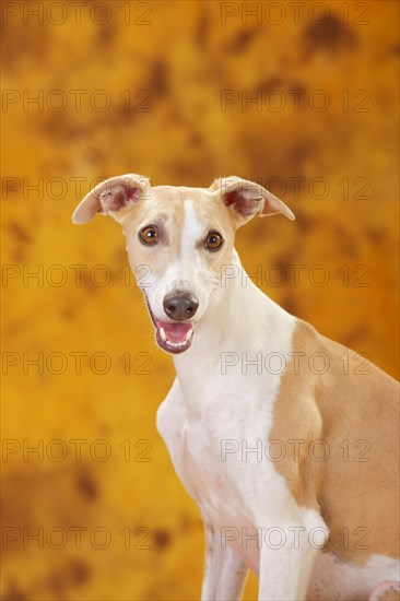 Whippet