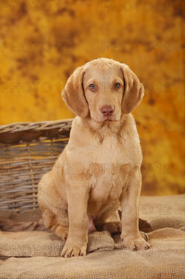 Chesapeake Bay Retriever