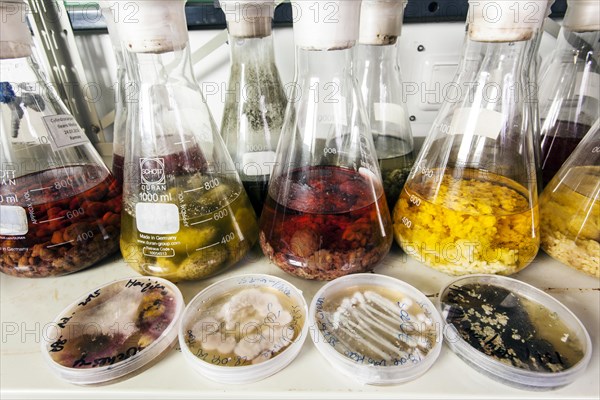 Samples with fungi in the fungus room at the Institute for Pharmaceutical Biology and Biotechnology of the Heinrich-Heine-University Duesseldorf