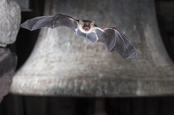 Greater mouse-eared bat