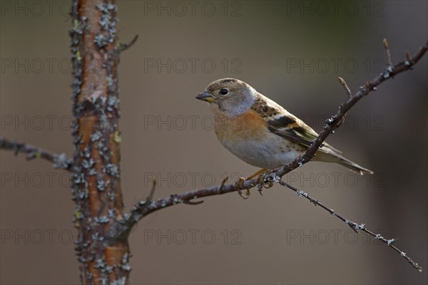 Brambling