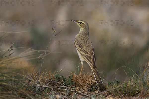 Tawny Pipit