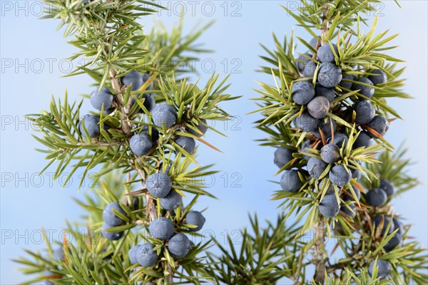 Juniper berries