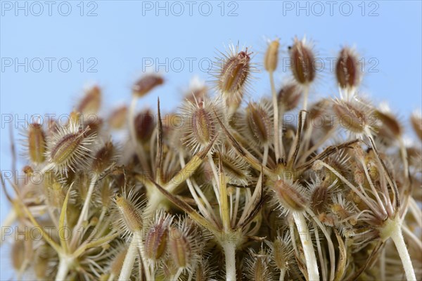 Wild carrot