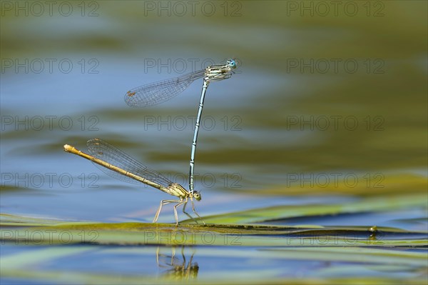 White-legged damselfly
