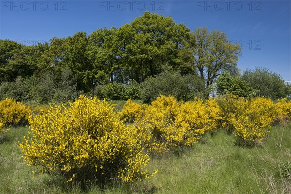 Flowering broom bushes