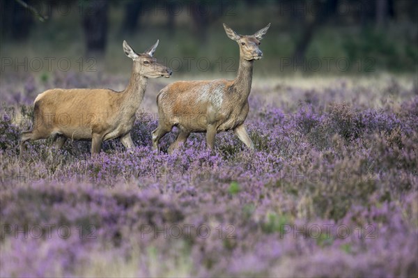 Red deer