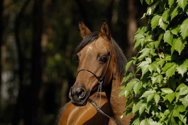 Arabian thoroughbred