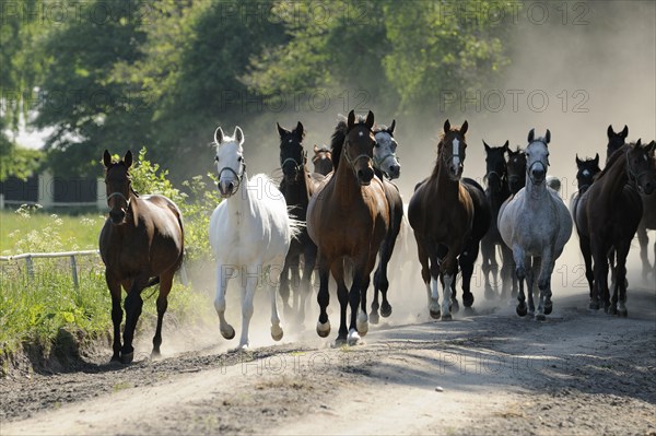 Arabian thoroughbred and Anglo-Arabian
