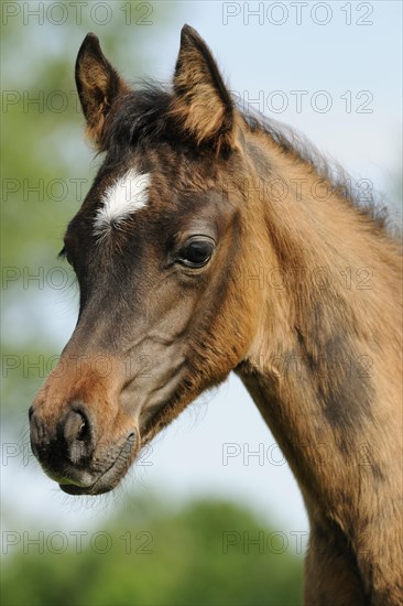 Arabian thoroughbred