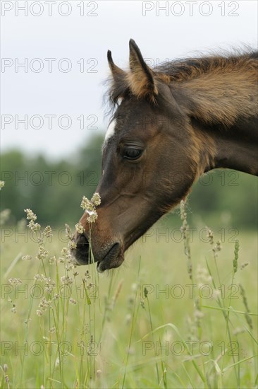 Arabian thoroughbred