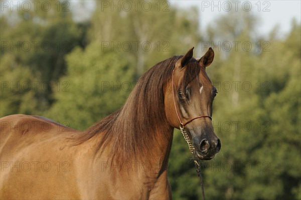 Arabian thoroughbred