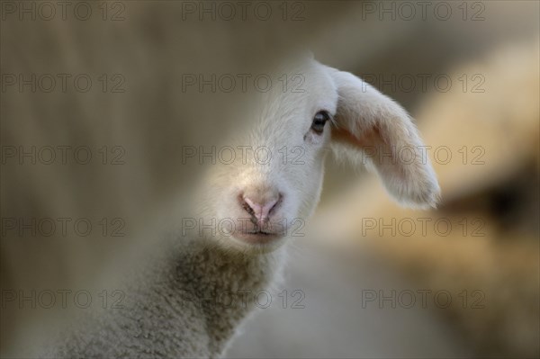 Domestic sheep