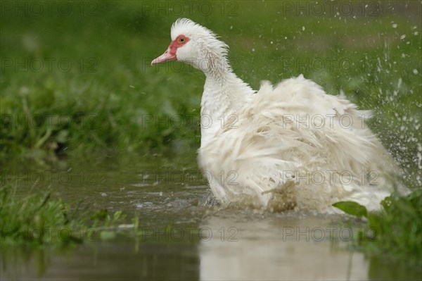 Native Muscovy Duck