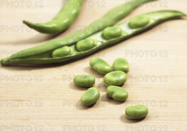 Fava Bean