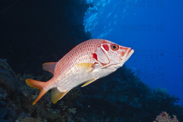 Longspine dogfish
