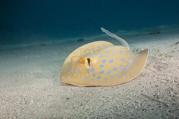 Bluespotted ribbontail ray