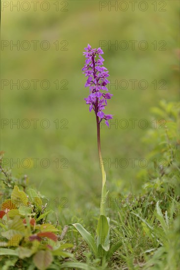 Early purple orchid