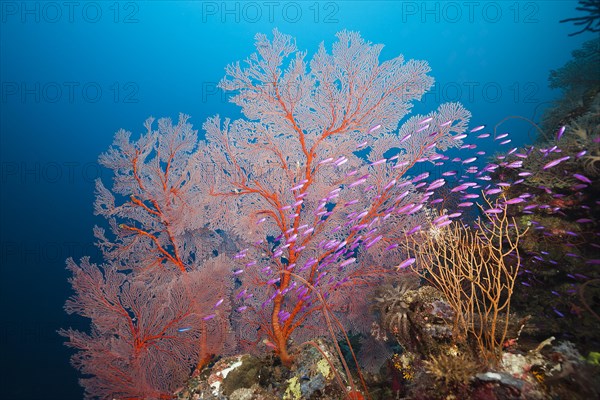 Tuka flagfish in front of gorgonian