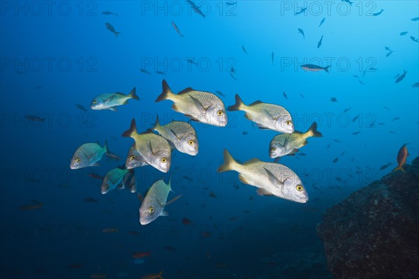 Shoal of yellowfin grunts