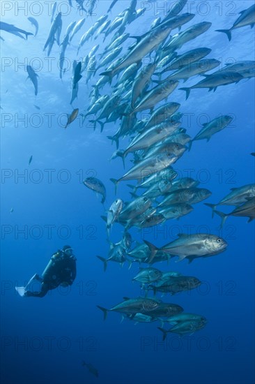 Scuba Diver and Shoal of Bigeye Trevally