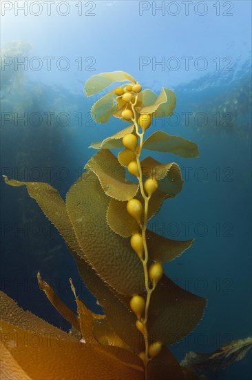 Kelp Forest Giant Kelp