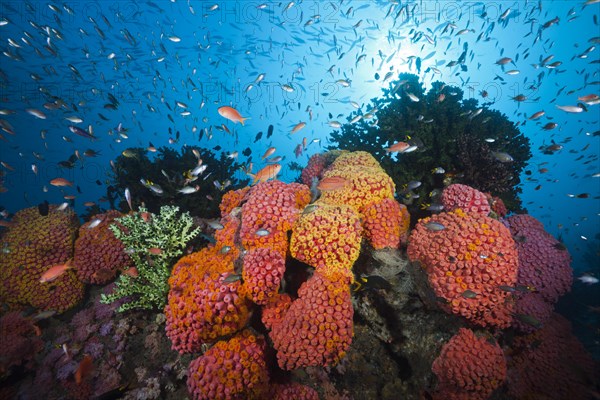 Reef with cup corals