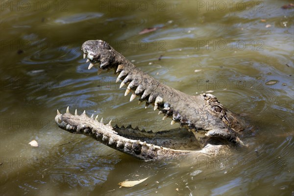 Freshwater crocodile